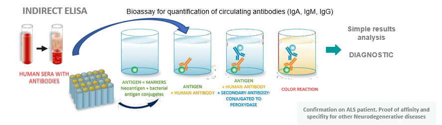 Indirect Elisa